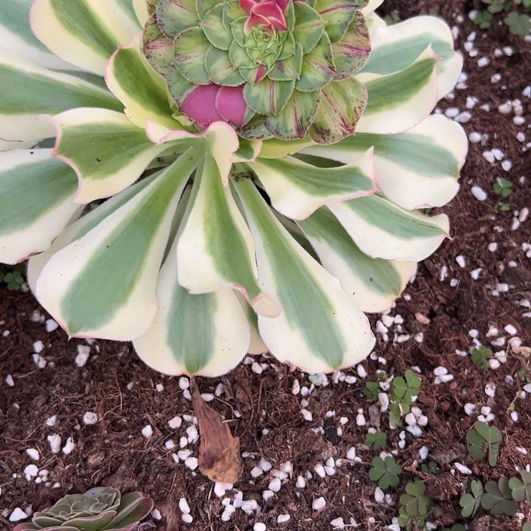 雨***夜精品多肉植物知否
