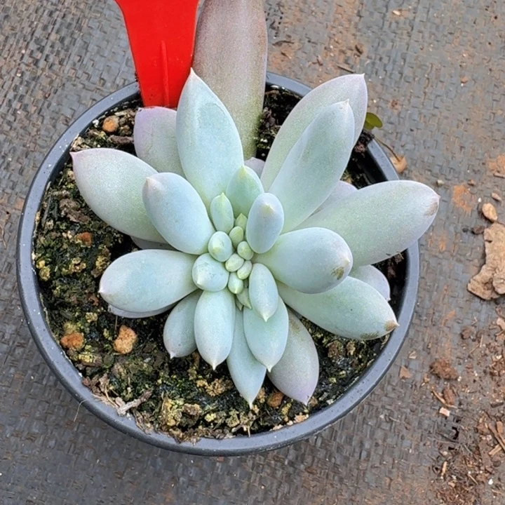 哥特缀化228多肉植物
