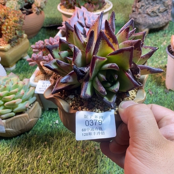 0379啊啊啊啊啊啊啊啊啊