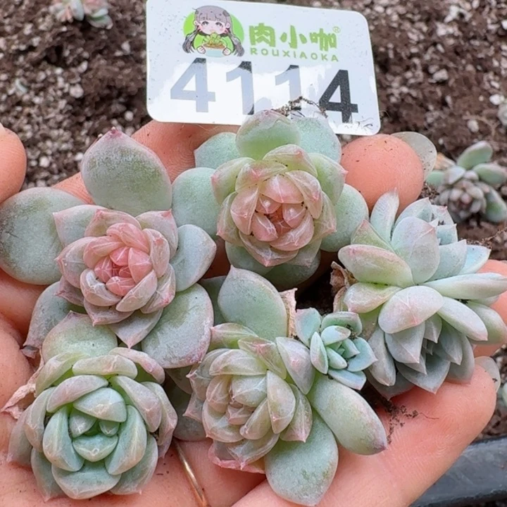 多肉植物多肉植物