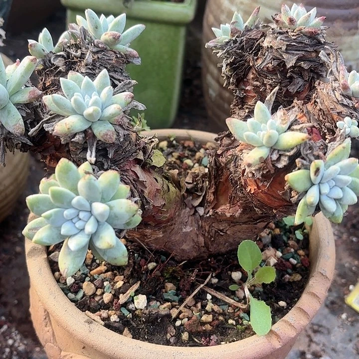 仙女杯多肉植物提取