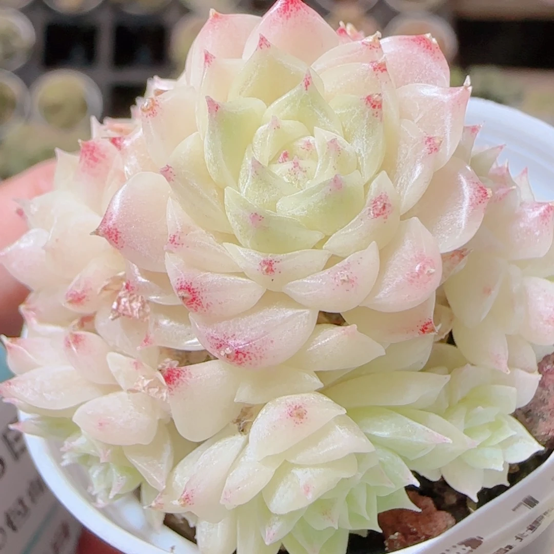 花语逸镜1115-189散