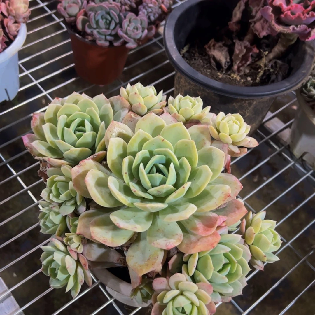 韩国恋曲大单头带手捧