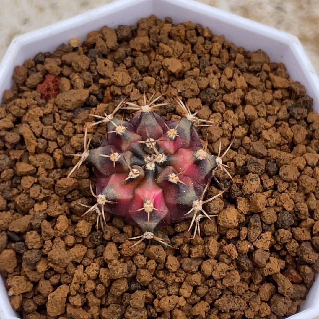 当前无花朵，栽培后可花朵穹顶