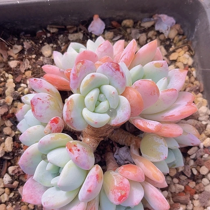 冷香0131多肉植物