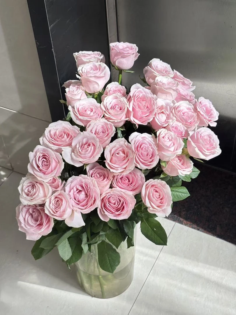 【半岛花铺】 粉红雪山 单头玫瑰  云南高品质鲜花  任意两单发顺丰