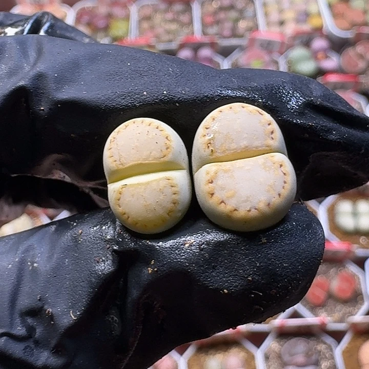 I***y生石花33:：：。  12号