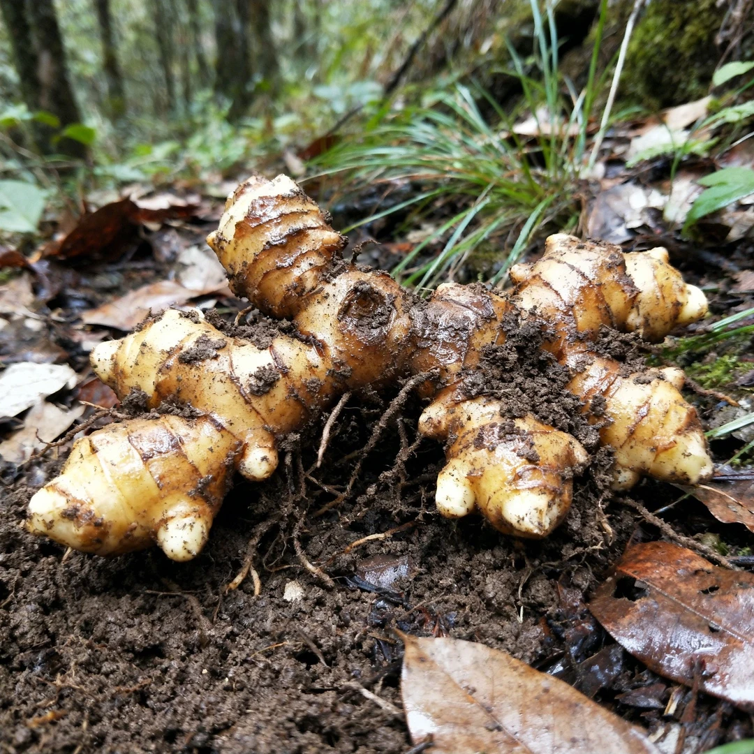 伏牛山农家山货九蒸九晒鸡头根大黄姜形精选