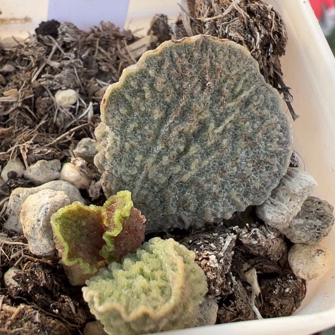 实生新品大苗多肉植物水泡