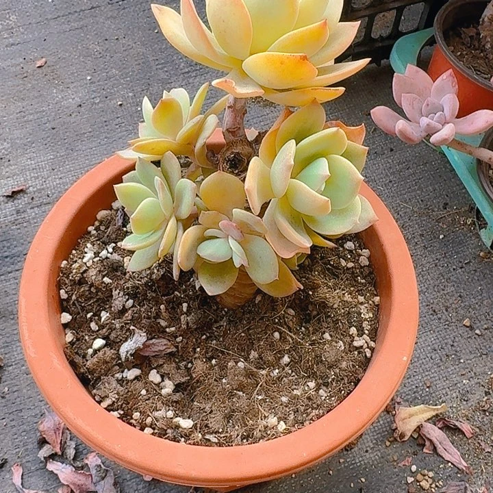 千**丝多肉植物一物一拍