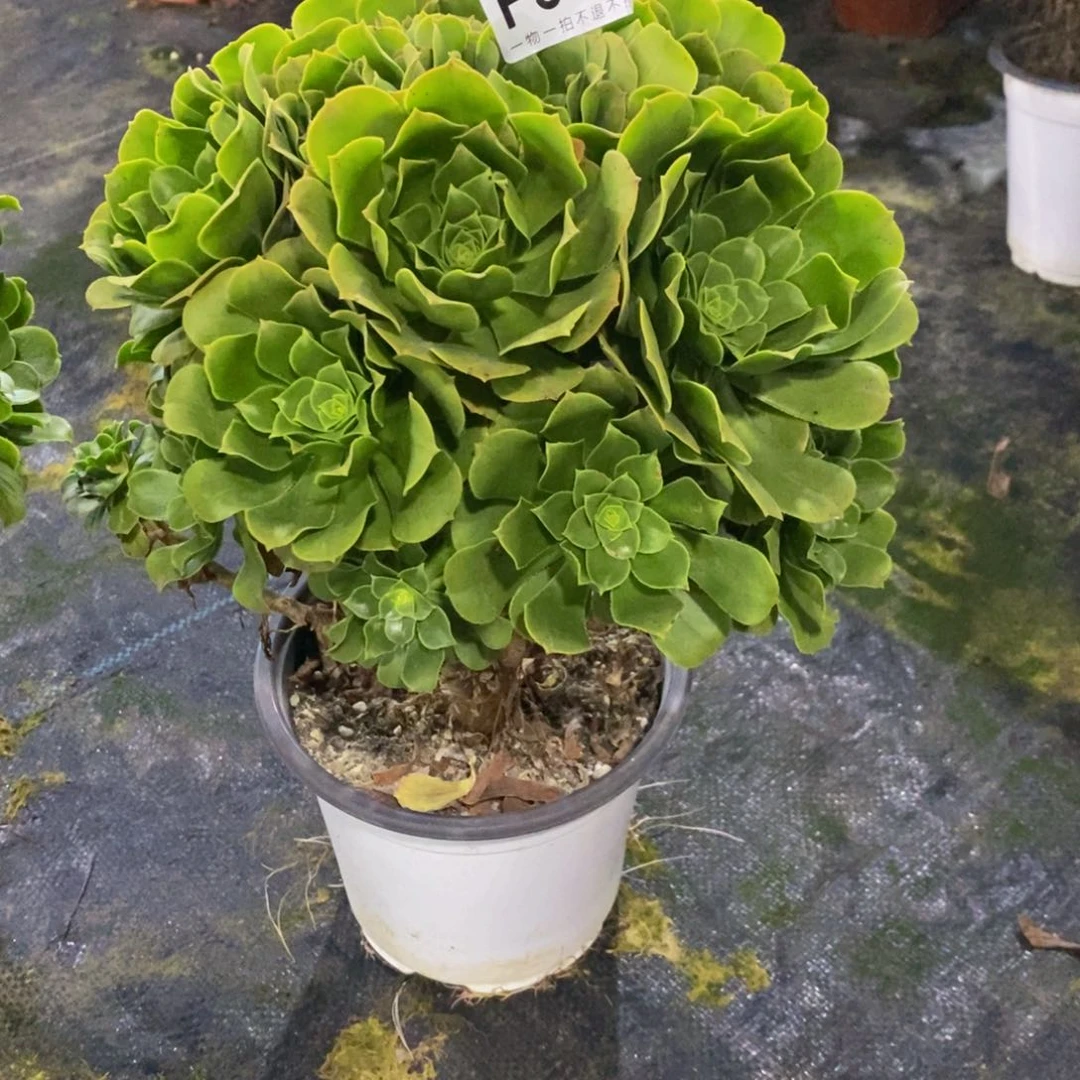 500路羊绒一棵棵