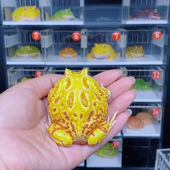 角蛙恭喜发财大吉大利