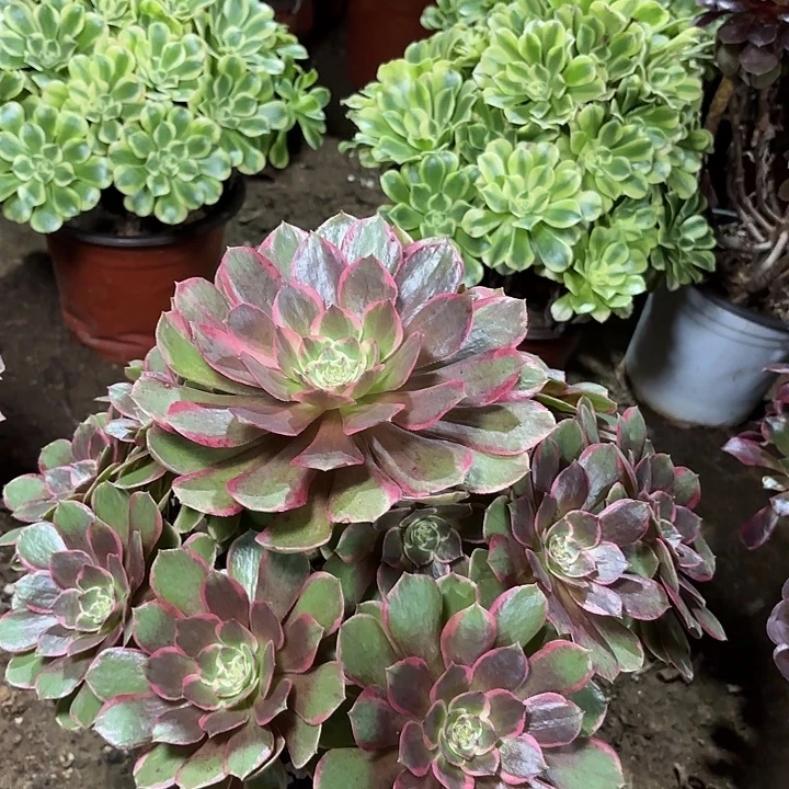 多肉植物莲花座66