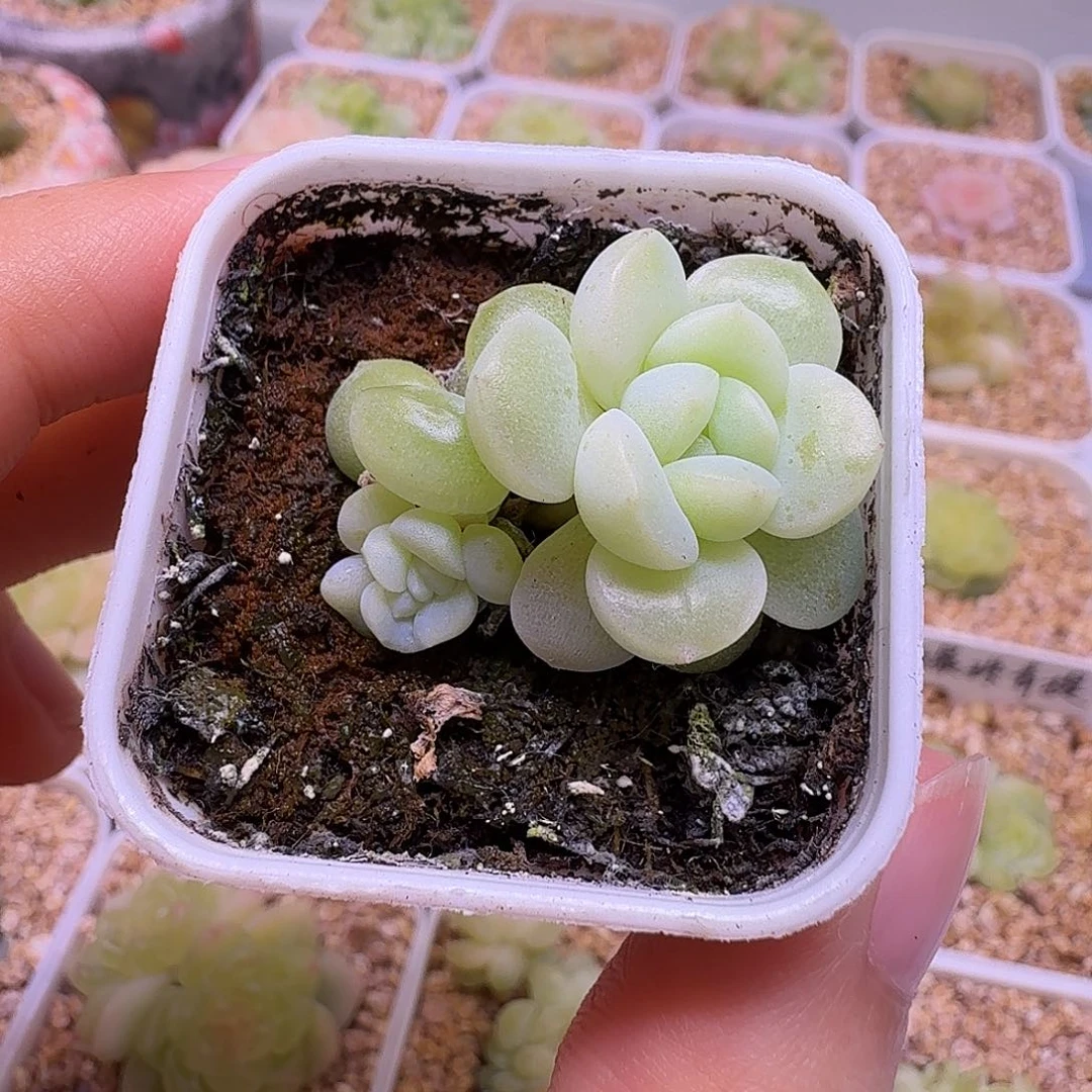 财富不知名一物一拍