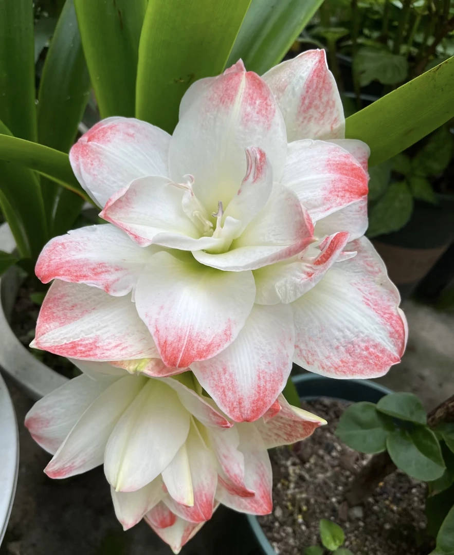 糖果黛丝朱顶红（28/30）大球粉白花爆花爆崽阳台庭院 云南鲜花绿植