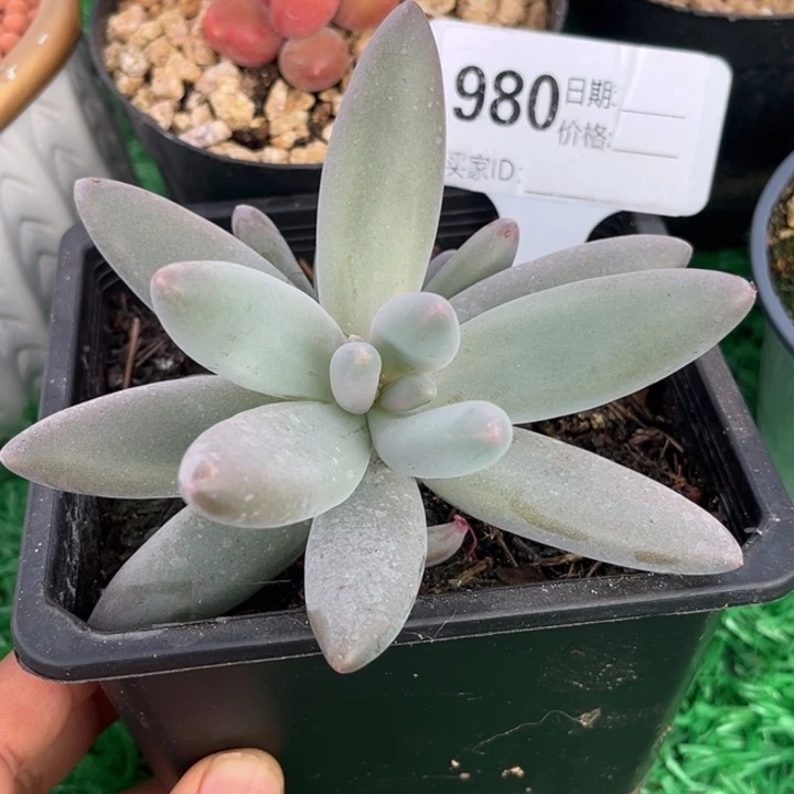 栗子星球多肉植物980