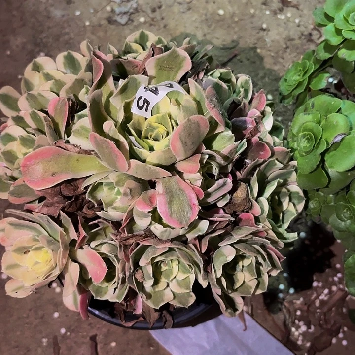 445洛神多肉植物不售后