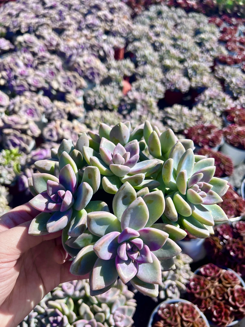 淡雪 带盆带土 净化空气 新手好养 耐寒耐热