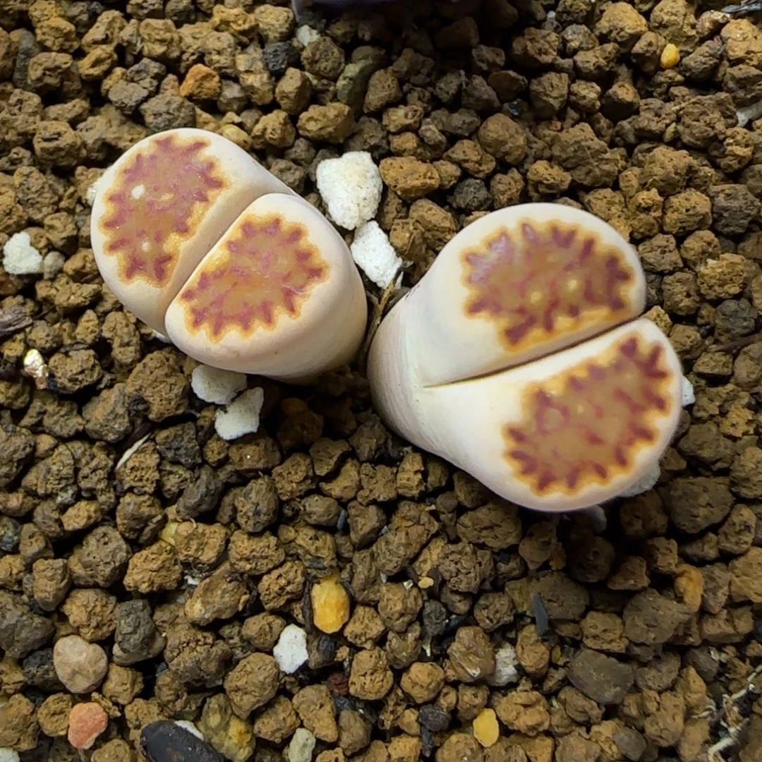 12.29.c259福来.9003