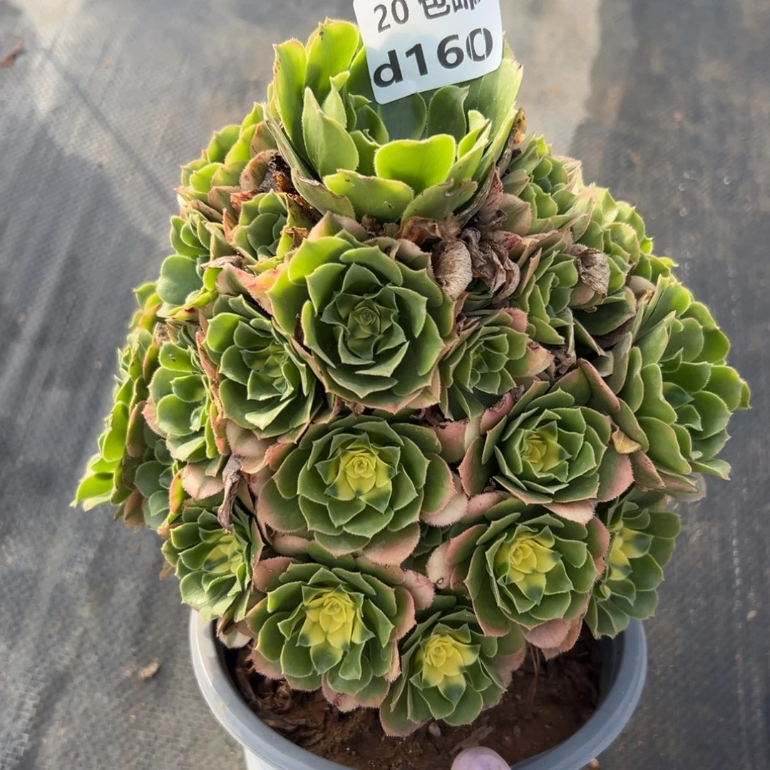 160新尼亚，多肉法师