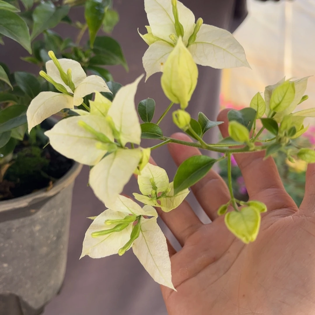 完全开放（白火焰）三角梅会落花落叶会光杆苗有大有小