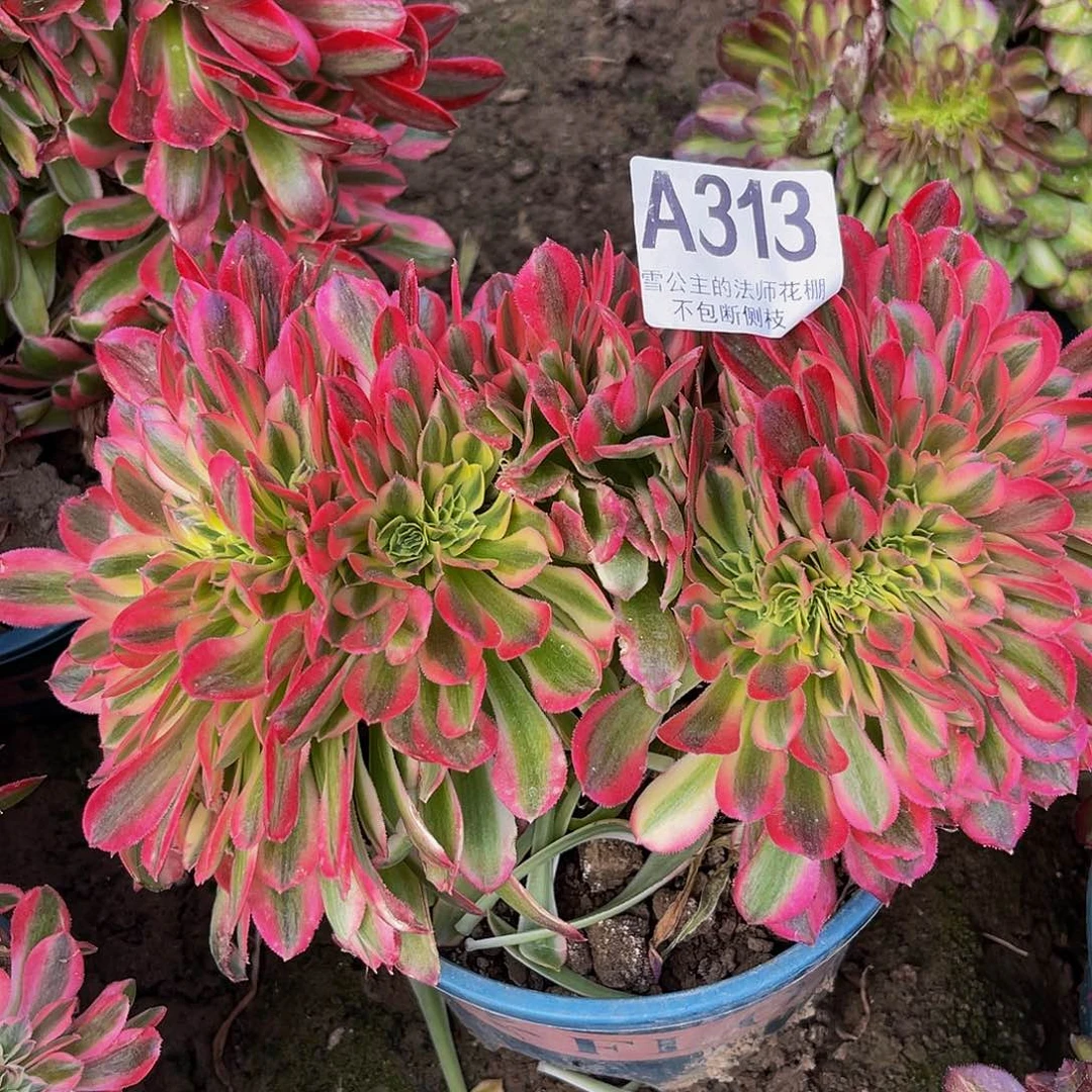 红陶法师法师6–11包邮法师