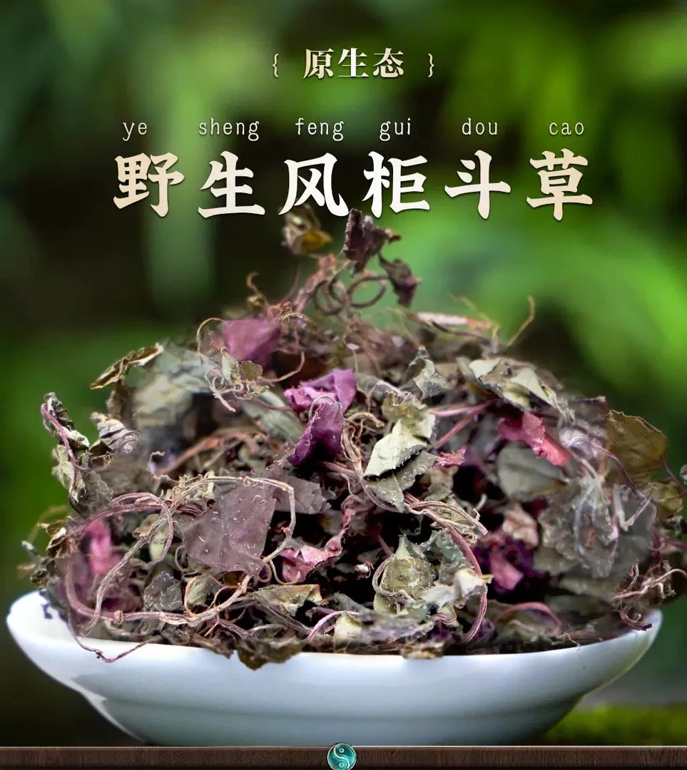 福建野生特级风柜斗草楮头草红小叶风鼓草风谷草红杠风骨草