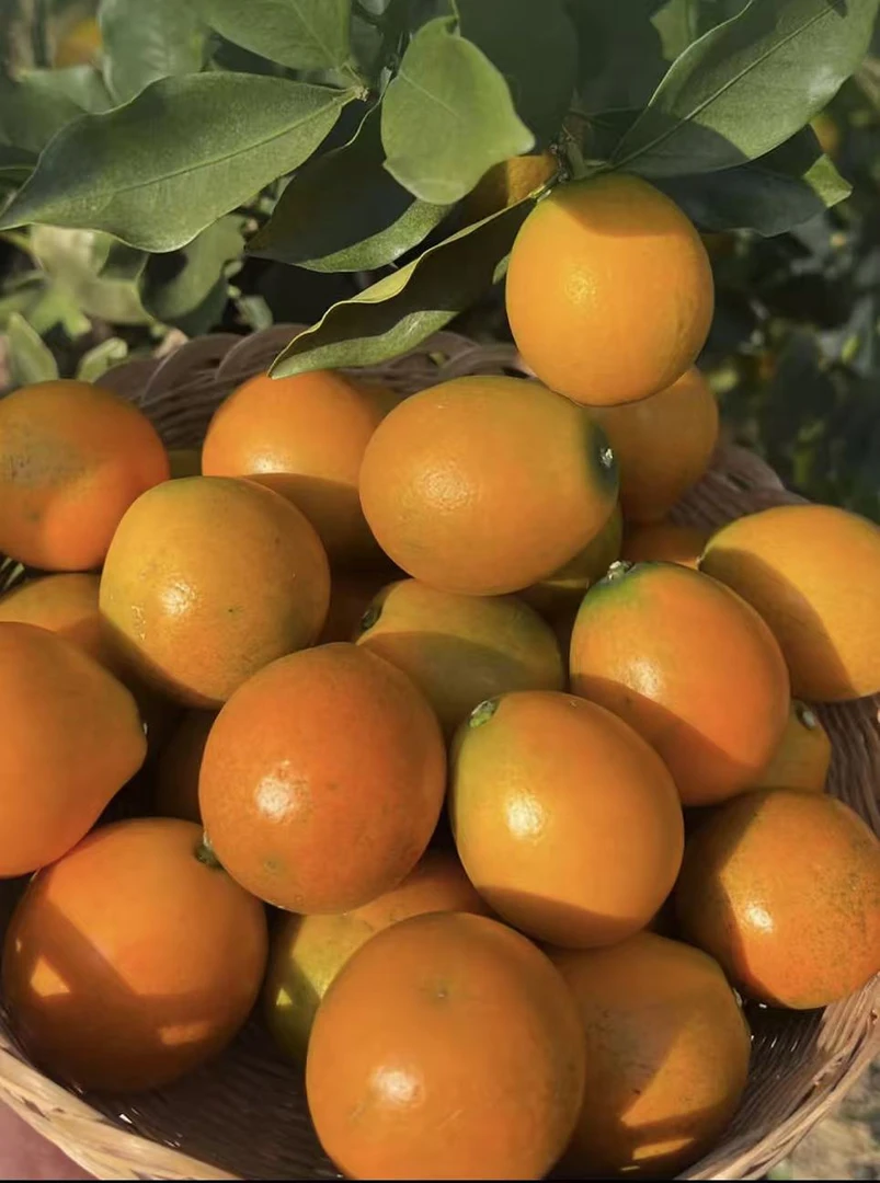 广西脆皮金桔鲜果融安脆蜜金桔脆蜜金柑