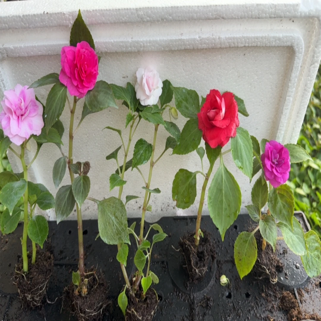 重才凤仙水梅花（冰粉 玫红 甜蜜公主 樱桃红 紫霞）