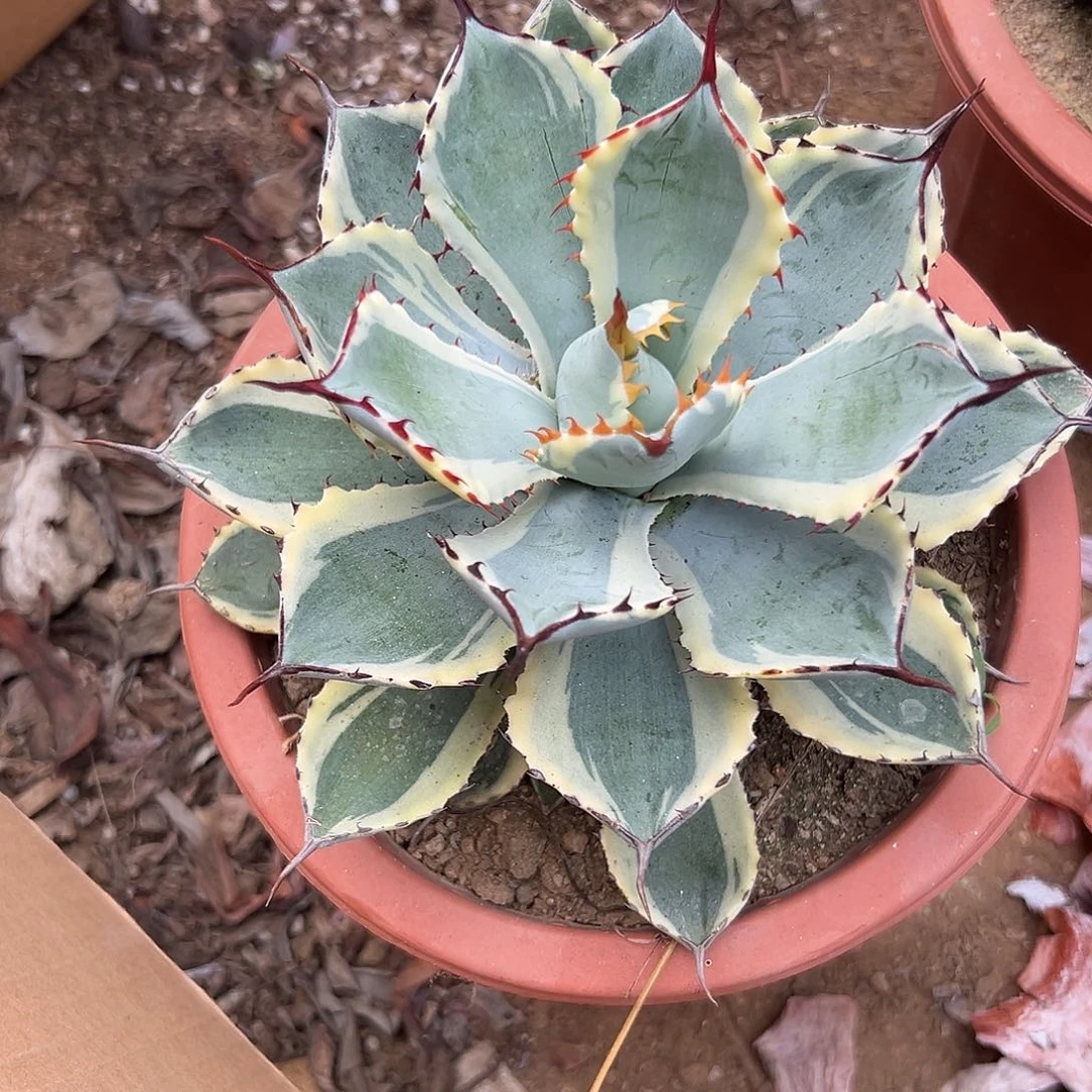 多肉植物吉祥冠大