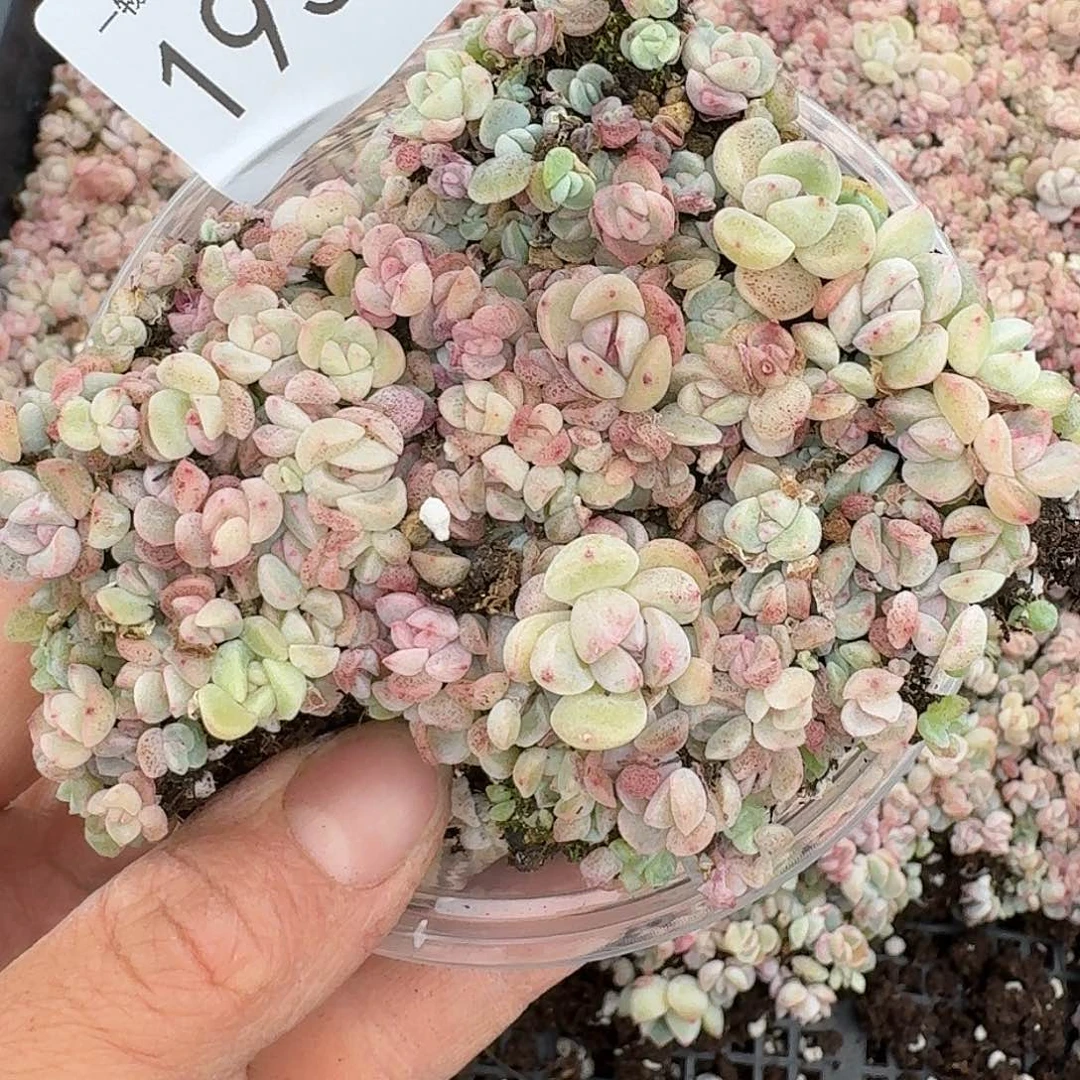 杂交新品珍妮多肉1937