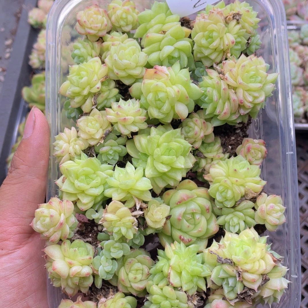 云糖心多肉植物211