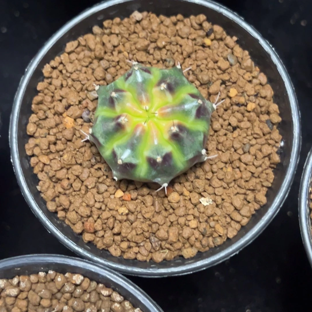 紫玫瑰侧芽自根带盆土发货13