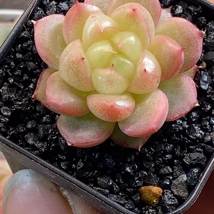 天官赐福百无禁忌