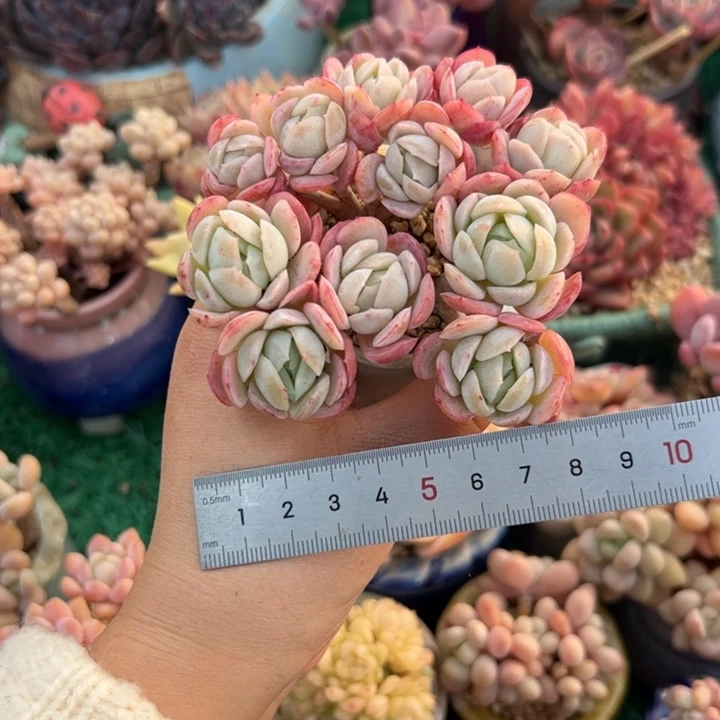 桔*丶211 多肉植物组合盆栽