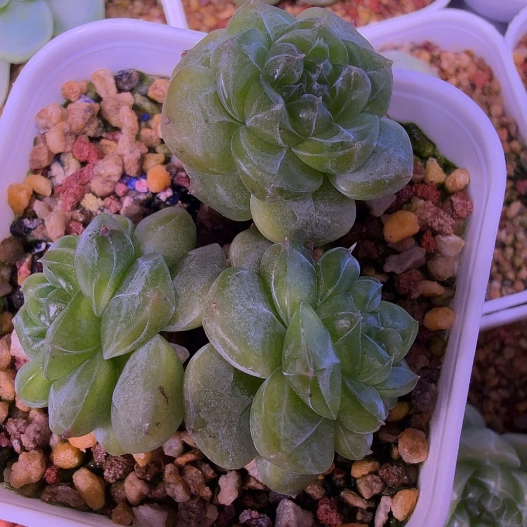 绿透甜心一物一拍
