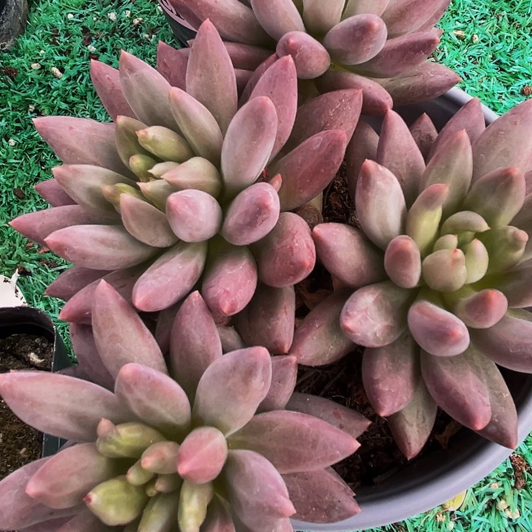 美人系列多肉植物