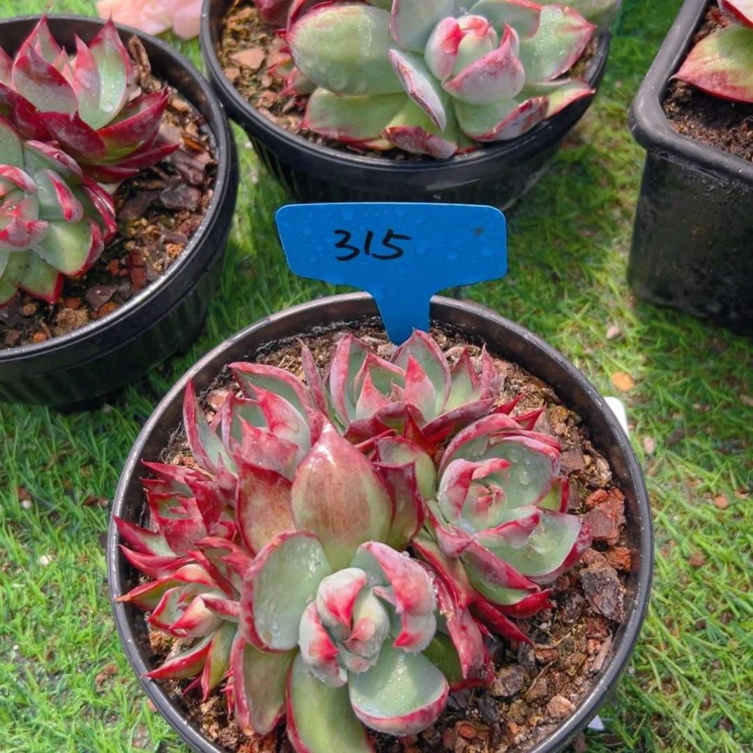 惊鸿群生315号一物一拍