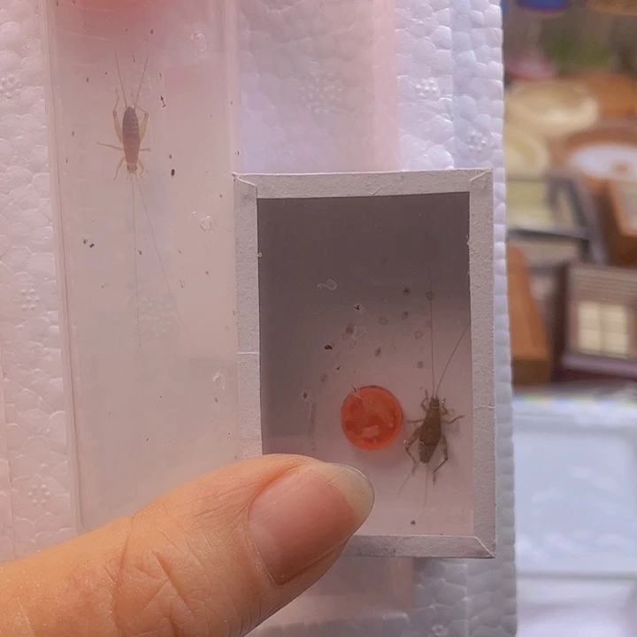 天***生烈焰仙子金孔雀盒子