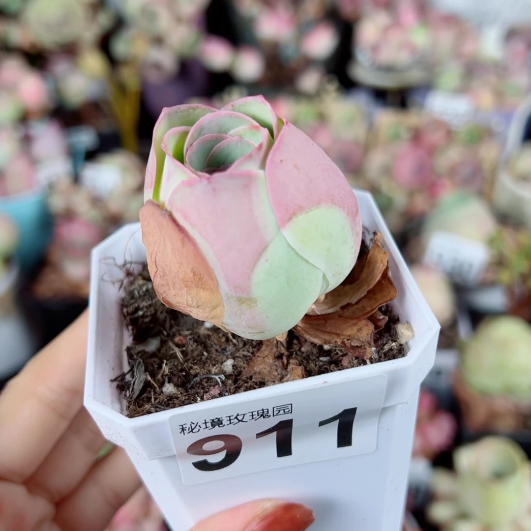 911粉玫瑰单棵。