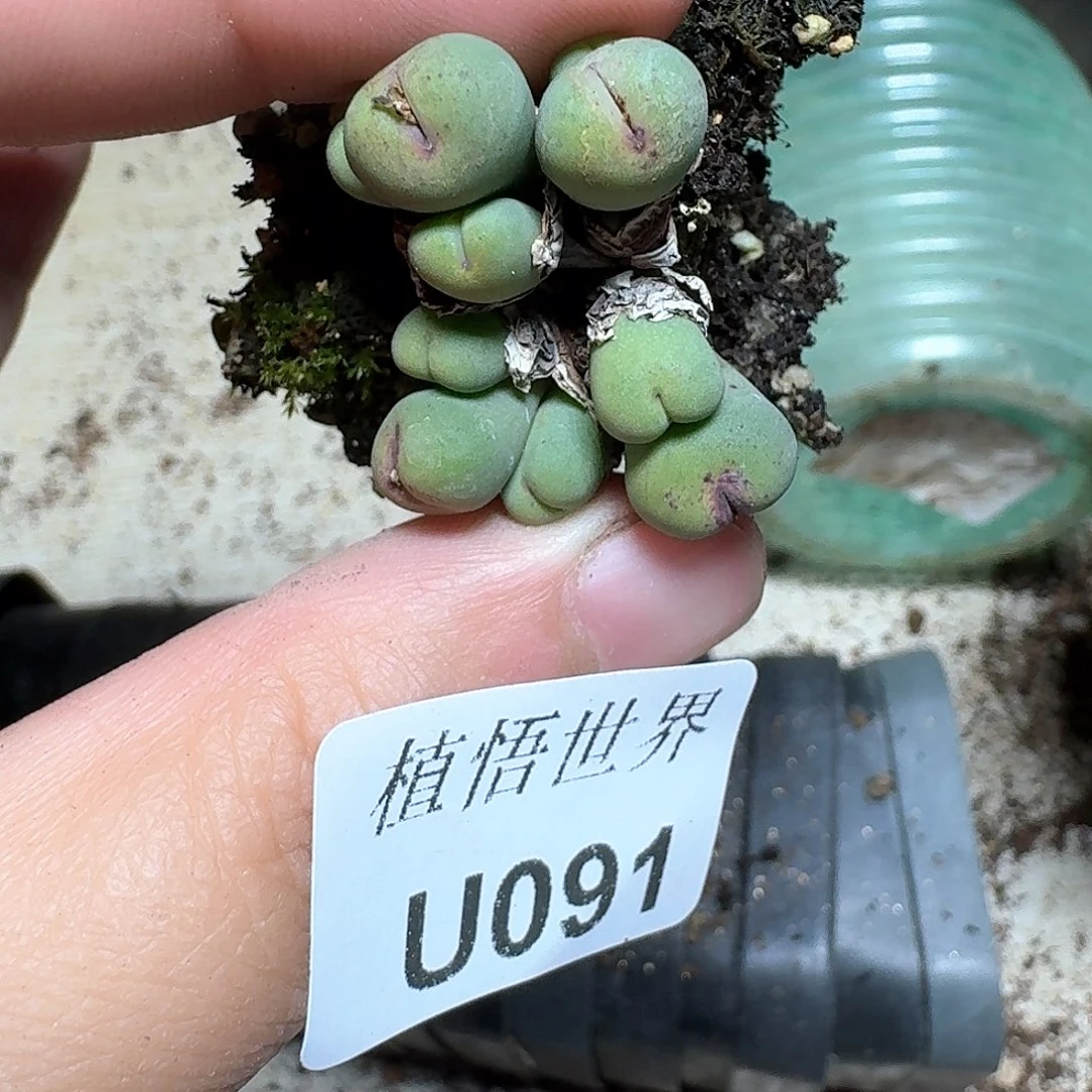 091号多肉哇哇成功的肉植物哇v