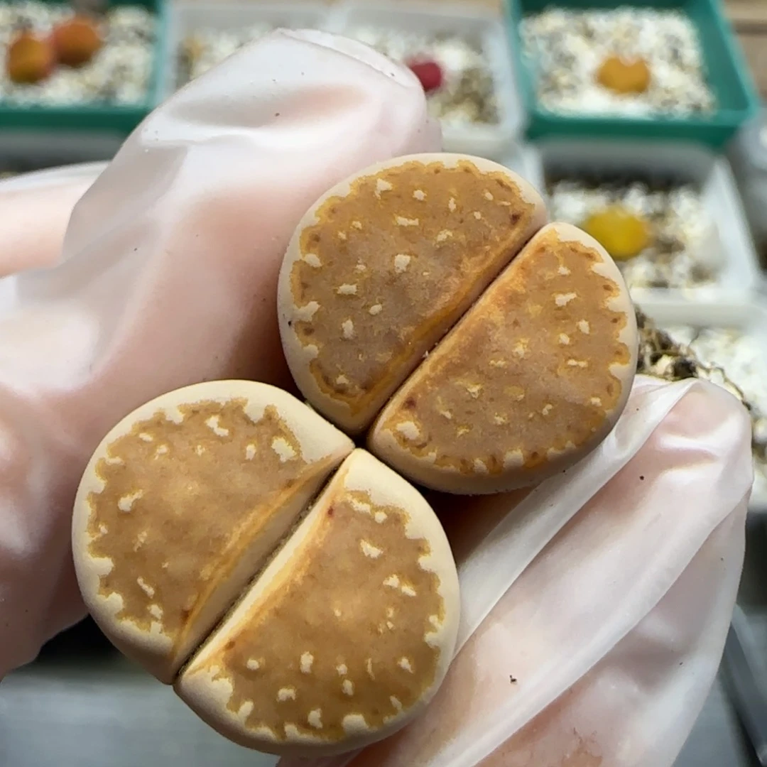 6.27。1620.5饼干*2。5008