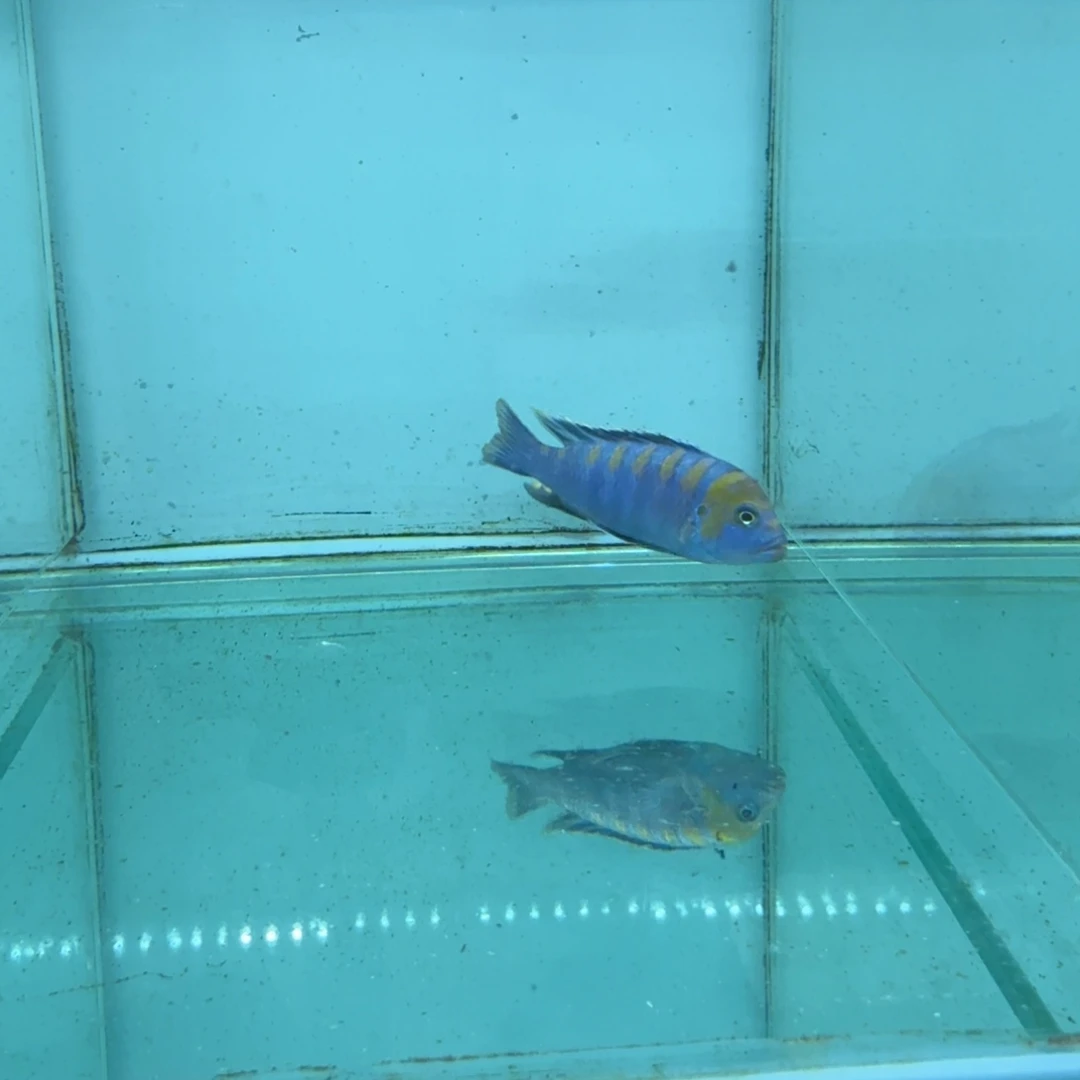 慈鲷1060金背阿芙拉。