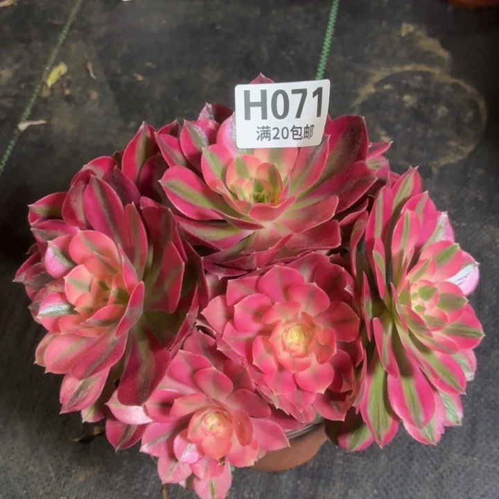 瑞妈一物一拍071