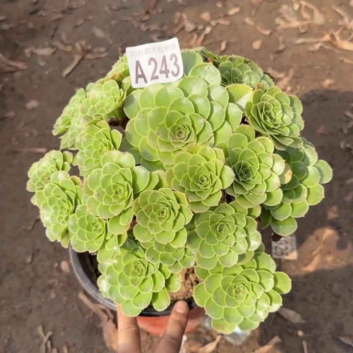 魅灵……多肉植物……