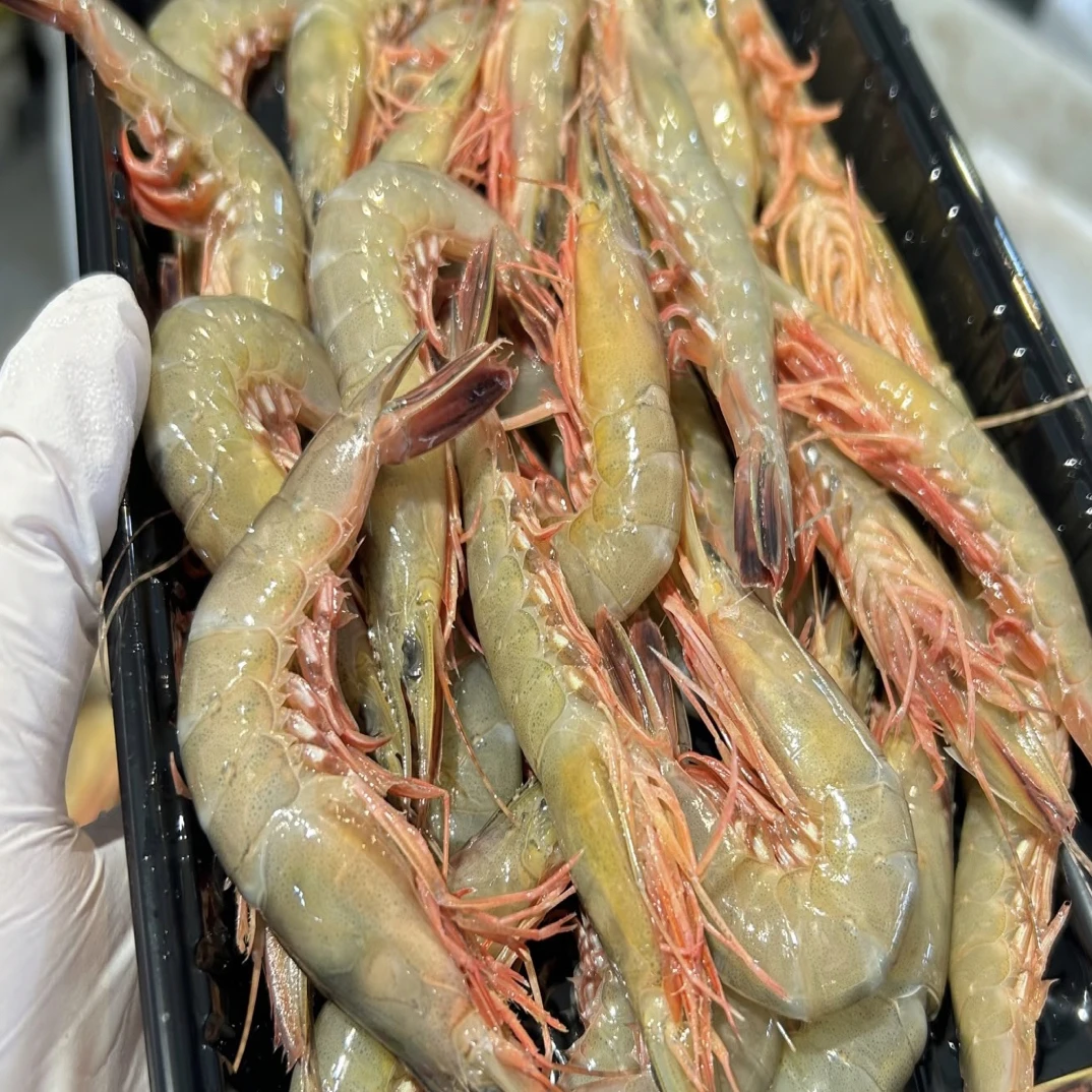 中号东海野生滑皮虾顺丰冷链包邮
