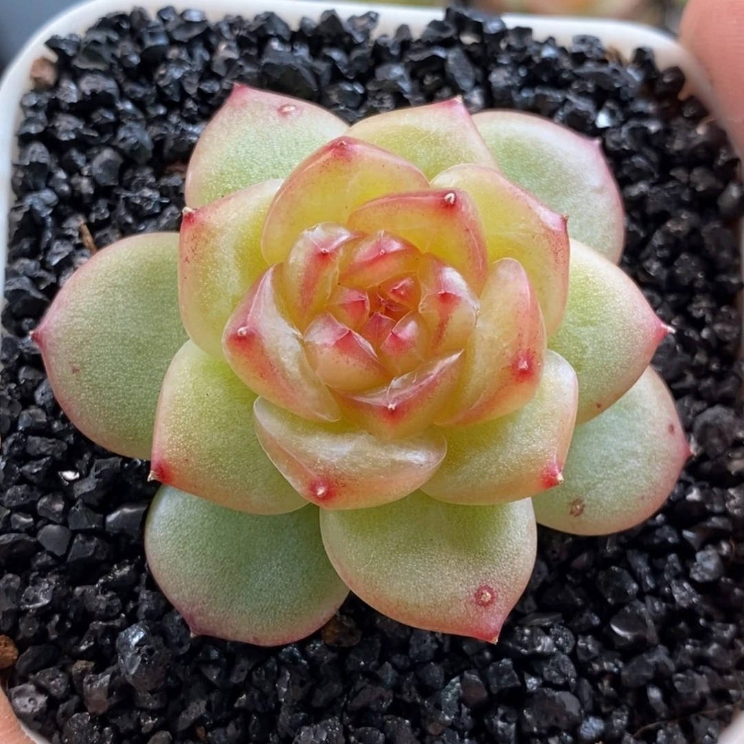 天官赐福百无禁忌