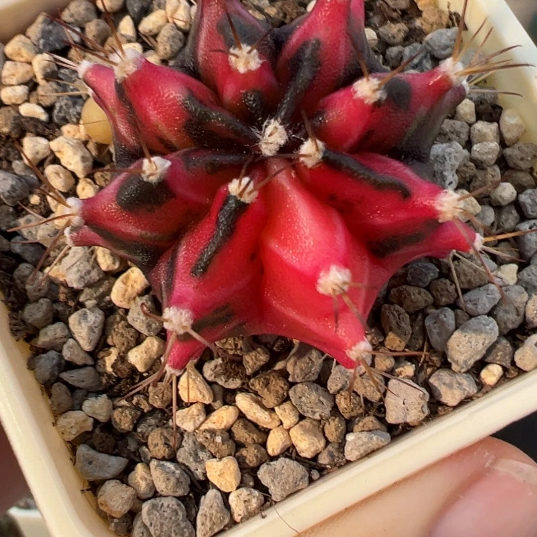 清***清258 好看的米哈冲冲冲