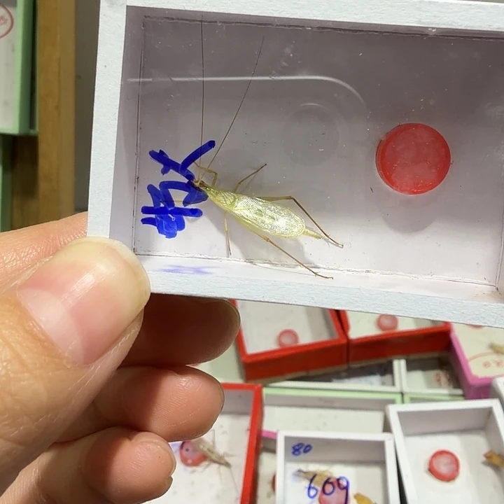 君****鸣虫爬宠用具一条