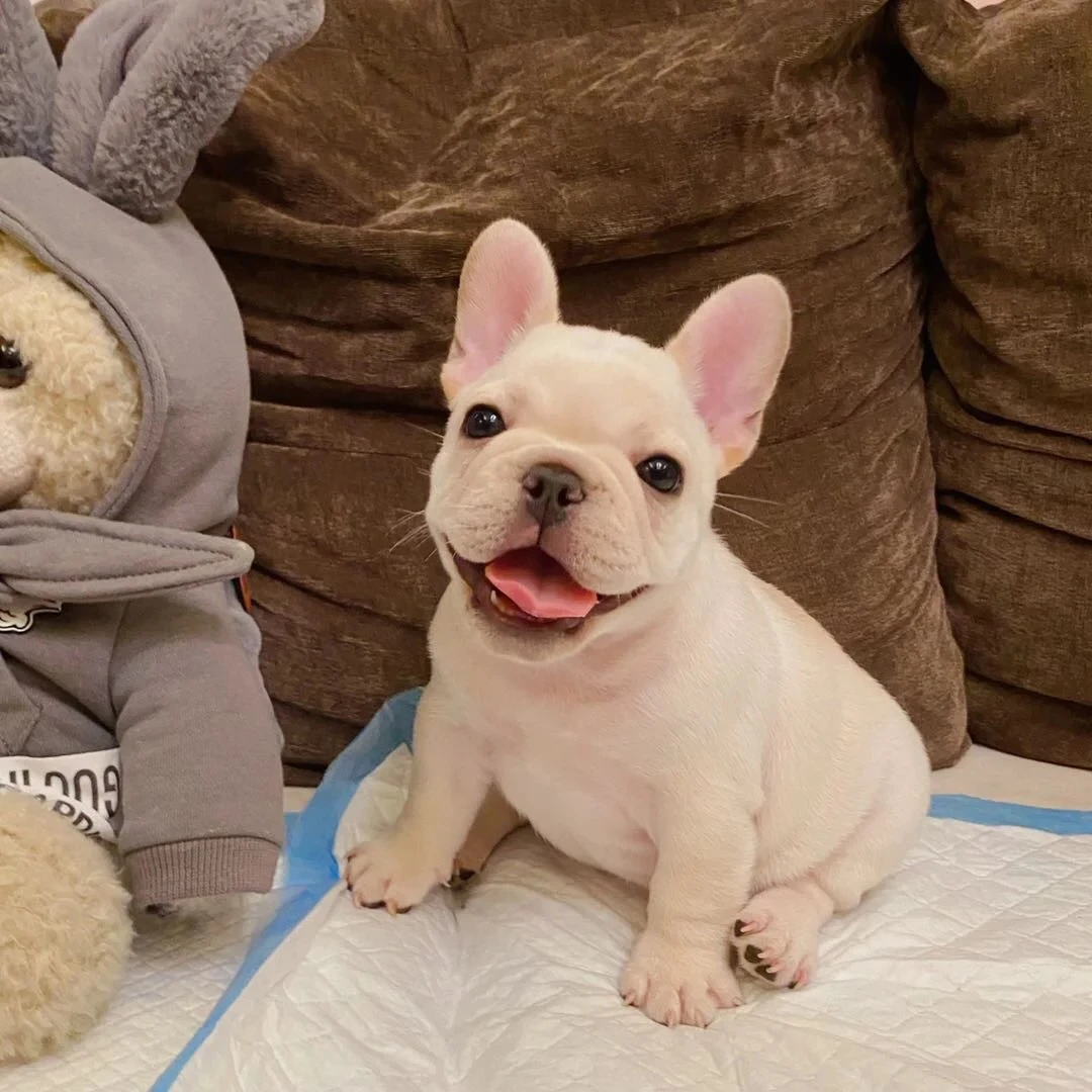 法斗幼犬纯种活体宠物狗狗真狗白色奶油法国斗牛犬幼崽小狗活物